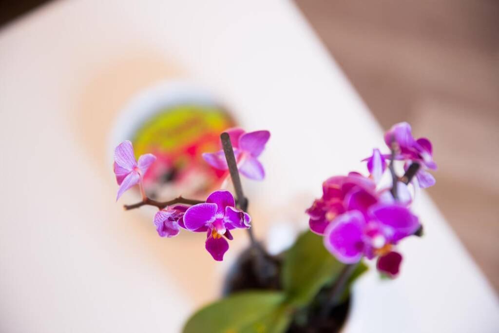 شقة A Bright Hideaway دوبروفينك المظهر الخارجي الصورة